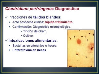 Bacteriologia.ppt