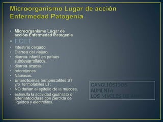 • Microorganismo Lugar de
acción Enfermedad Patogenia
• ECET.
• Intestino delgado
• Diarrea del viajero.
• diarrea infantil en países
subdesarrollados.
• diarrea acuosa
• retorcijones
• Nàuseas.
• Enterotoxinas termoestables ST
y/o termolabiles LT;
• NO dañan el epitelio de la mucosa.
• estimula la actividad guanilato o
adenilatociclasa con perdida de
líquidos y electrólitos.
GANGLIÒSIDOS
AUMENTA
LOS NIVELES DE AMPC
 