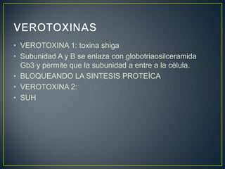 • VEROTOXINA 1: toxina shiga
• Subunidad A y B se enlaza con globotriaosilceramida
Gb3 y permite que la subunidad a entre a la cèlula.
• BLOQUEANDO LA SINTESIS PROTEÌCA
• VEROTOXINA 2:
• SUH
 