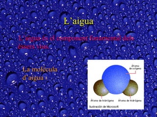 L’aigua L’aigua és el component fonamental dels éssers vius. La molécula d’aigua : 
