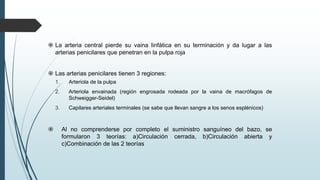  La arteria central pierde su vaina linfática en su terminación y da lugar a las
arterias penicilares que penetran en la pulpa roja
 Las arterias penicilares tienen 3 regiones:
1. Arteriola de la pulpa
2. Arteriola envainada (región engrosada rodeada por la vaina de macrófagos de
Schweigger-Seidel)
3. Capilares arteriales terminales (se sabe que llevan sangre a los senos esplénicos)
 Al no comprenderse por completo el suministro sanguíneo del bazo, se
formularon 3 teorías: a)Circulación cerrada, b)Circulación abierta y
c)Combinación de las 2 teorías
 