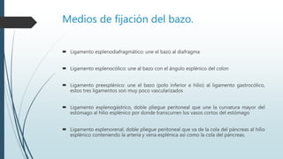 Medios de fijación del bazo.
 Ligamento esplenodiafragmático: une el bazo al diafragma
 Ligamento esplenocólico: une al bazo con el ángulo esplénico del colon
 Ligamento preesplénico: une el bazo (polo inferior e hilio) al ligamento gastrocólico,
estos tres ligamentos son muy poco vascularizados
 Ligamento esplenogástrico, doble pliegue peritoneal que une la curvatura mayor del
estómago al hilio esplénico por donde transcurren los vasos cortos del estómago
 Ligamento esplenorenal, doble pliegue peritoneal que va de la cola del páncreas al hilio
esplénico conteniendo la arteria y vena esplénica así como la cola del páncreas.
 