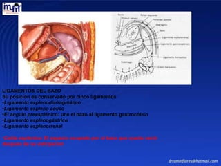 LIGAMENTOS DEL BAZO
Su posición es conservado por cinco ligamentos
•Ligamento esplenodiafragmático
•Ligamento espleno cólico
•El ángulo preesplénico: une el bázo al ligamento gastrocólico
•Ligamento esplenogástrico
•Ligamento esplenorrenal
•Celda esplenica: El espacio ocupado por el bazo que queda vació
después de su extirpacion
 