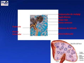Trabecula
Arteria
trabecular
Corpusculos de malpigi
Pupla blanca
Pulpa roja
Senos venosos
Crdones de billroth
Vena trabecular
 