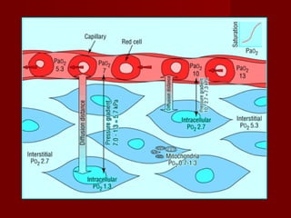 Bedside monitoring of tissue perfusion and oxygenation