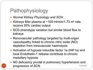 Pathophysiology
 Normal Kidney Physiology and SCN
 Kidneys filter plasma at ~100 ml/min/1.73 m² rate,
receive 25% cardiac output
 SCD phenotype variation but similar blood flow to
kidneys
 Renovascular pathology targeted by multi-organ
vasculopathy linked to chronic nitric oxide (NO)
depletion from intravascular haemolysis
 Activation of hypoxia inducible factor 1a (HIF1a) and
local Endothelin-1 release contribute to chronic
medullary hypoxia
 NO deficiency pivotal in pulmonary hypertension and
progression of SCN 1/29/2024
11
 