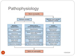 Pathophysiology
1/29/2024
13
 