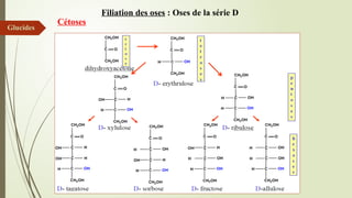 Filiation des oses : Oses de la série D
Cétoses
Glucides
 