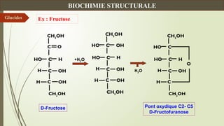 CH2
OH
C OH
C OH
H
CH2
OH
H
C O
HO C H
CH2
OH
C OH
C OH
H
CH2
OH
H
HO C OH
HO C H
CH2
OH
C OH
C
H
CH2
OH
H
HO C
HO C H
O
D-Fructose Pont oxydique C2- C5
D-Fructofuranose
Ex : Fructose
+H2O
H2O
Glucides
BIOCHIMIE STRUCTURALE
 