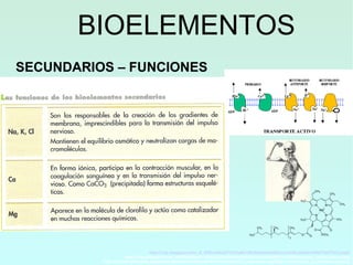 BIOELEMENTOS
SECUNDARIOS – FUNCIONES
http://3.bp.blogspot.com/_E_tDRLfaNoQ/TOl7dyMcYBI/AAAAAAAAACc/ro2If2ubAlQ/s1600/TACTIVO.pngh
http://4.bp.blogspot.com/_n6PiOglRaoE/TJIUsAjLiDI/AAAAAAAAA9E/uyhonkHIzUY/s320/Esqueleto_calcio_huesos.jpg
http://upload.wikimedia.org/wikipedia/commons/thumb/3/33/Chlorophyll_a_structure.svg/620px-Chlorophyll_a_structure.svg.png
 