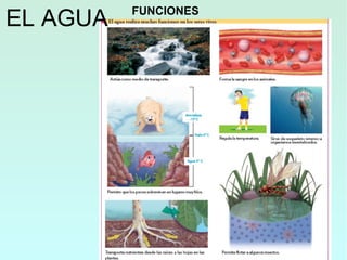 FUNCIONES
EL AGUA
 