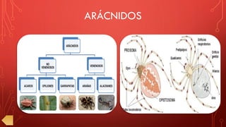 ARÁCNIDOS
 