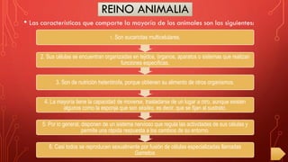 REINO ANIMALIA
• Las características que comparte la mayoría de los animales son las siguientes:
1. Son eucariotas multicelulares.
2. Sus células se encuentran organizadas en tejidos, órganos, aparatos o sistemas que realizan
funciones específicas.
3. Son de nutrición heterótrofa, porque obtienen su alimento de otros organismos.
4. La mayoría tiene la capacidad de moverse, trasladarse de un lugar a otro, aunque existen
algunos como la esponja que son sésiles, es decir, que se fijan al sustrato.
5. Por lo general, disponen de un sistema nervioso que regula las actividades de sus células y
permite una rápida respuesta a los cambios de su entorno.
6. Casi todos se reproducen sexualmente por fusión de células especializadas llamadas
Gametos.
 