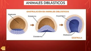 ANIMALES DIBLÁSTICOS
 