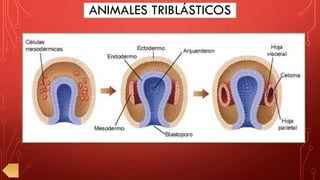 ANIMALES TRIBLÁSTICOS
 