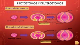 PROTÓSTOMOS Y DEUTERÓSTOMOS
 