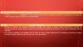 5. Por su metamerización (segmentación).
• Se llama metámera o segmento a cada porción que en forma secuencial presenta el metazoario a lo largo de
su eje corporal (que se puede ver externamente).
6. Por homología y analogía de sus órganos.
• Reciben el nombre de órganos homólogos aquellos que tienen el mismo origen embrionario, aunque no
necesariamente la misma función, como las extremidades superiores del hombre y las patas delanteras de los
caballos.
• Los órganos análogos son aquellos que sin tener el mismo origen embrionario ni semejanza estructural realiza
la misma función, como las alas de las aves y las de insectos.
 