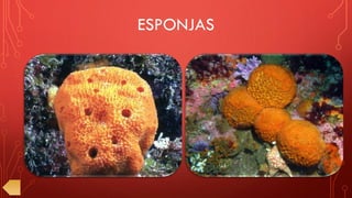 ESPONJAS
 