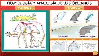 HOMOLOGÍA Y ANALOGÍA DE LOS ÓRGANOS
HOMOLÓGOS ANALÓGOS
 