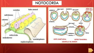NOTOCORDA
 