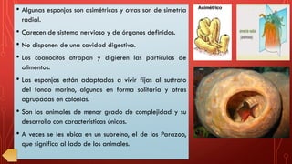 • Algunas esponjas son asimétricas y otras son de simetría
radial.
• Carecen de sistema nervioso y de órganos definidos.
• No disponen de una cavidad digestiva.
• Los coanocitos atrapan y digieren las partículas de
alimentos.
• Las esponjas están adaptadas a vivir fijas al sustrato
del fondo marino, algunas en forma solitaria y otras
agrupadas en colonias.
• Son los animales de menor grado de complejidad y su
desarrollo con características únicas.
• A veces se les ubica en un subreino, el de los Parazoo,
que significa al lado de los animales.
 