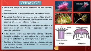 CNIDARIOS
• Phylum que incluye las hidras, anémonas de mar, corales y
medusas.
• Son animales en su mayoría marinos, de simetría radial.
• Su cuerpo tiene forma de saco, con una cavidad digestiva
llamada cavidad gastrovascular, que dispone de una sola
abertura o boca, rodeada por tentáculos.
• Son diploblásticos, formados por dos capas de células: el
ectodermo y el endodermo y separadas por una
mesoglea gelatinosa.
• Todos tienen sobre sus tentáculos células urticantes
llamados cnidocitos (es decir, células de aguijón) que les
sirve para defenderse y para capturar a la presa.
• Tambien se les llama celenterados, ya disponen de una
red nerviosa sencilla. Sus funciones son realizadas por
tejidos especializados.
 