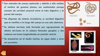• Son animales de cuerpo aplanado y debido a ello reciben
el nombre de gusanos planos; son acelomados porque
carecen de cavidad corporal entre el tubo digestivo y la
pared del cuerpo.
• No disponen de sistema circulatorio, su cavidad digestiva
que se ramifica a lo largo del cuerpo es una sola abertura.
• Su sistema nervioso está formado por agrupaciones de
células nerviosas en la cabeza llamados ganglios y dos
cadenas nerviosas longitudinales en posición ventral.
• Se encuentran en el medio marino, en agua dulce y otros
son parásitos.
 