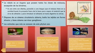 • La rádula es un órgano que poseen todas las clases de moluscos,
excepción de los bivalvos.
• Es una cinta con dientes, parecida a una lengua que el molusco tiene en su
cavidad bucal, la proyecta fuera de la boca para raspar el material que le
sirve de alimento y para introducir el alimento al tracto digestivo la retrae.
• Dispone de un sistema circulatorio abierto, baña los tejidos en forma
directa y tiene sistema nervioso ganglionar.
• Los animales que más se conocen de este phylum son:
(univalvas) incluye a caracoles y
babosas.
Son los más numerosos.
CLASE GASTRÓPODA
También llamada Pelecypoda (pie en hacha)
incluye las ostras, las almejas y los mejillones.
Este “pie en hacha” es utilizado por el animal
para su desplazamiento.
Existen bivalvos que son sésiles.
Viven en agua marina y agua dulce y se
alimentan de las algas microscópicas de su
medio.
CLASE BIVALVIA
Se incluyen los pulpos y calamares.
Cuerpo pequeño con cabeza y ojos grandes.
Son depredadores.
Su boca se encuentra rodeada de tentáculos, diez
en el calamar y ocho en el pulpo.
Los cuales se encuentran cubiertos de ventosa que
sirve para capturar a la presa.
La concha de este grupo se encuentra reducida o
ausente.
CLASE CEPHALOPODA
 