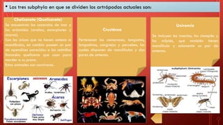• Las tres subphyla en que se dividen los artrópodos actuales son:
Chelicerata (Quelicerata)
Se encuentran las cacerolas de mar y
los arácnidos (arañas, escorpiones y
ácaros).
Son los únicos que no tienen antena ni
mandíbulas, en cambio poseen un par
de apendíces parecidos a los colmillos
llamados quelíceros que usan para
morder a su presa.
Estos animales son carnívoros.
Crustácea
Pertenecen los camarones, langostas,
langostinos, cangrejos y percebes, los
cuales disponen de mandíbulas y dos
pares de antenas.
Uniramia
Se incluyen los insectos, los ciempiés y
los milpiés, que también tienen
mandíbula y solamente un par de
antenas.
 