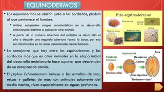 EQUINODERMOS
• Los equinodermos se ubican junto a los cordados, phylum
al que pertenece el hombre.
• Ambos comparten rasgos característicos en su desarrollo
embrionario distintos a cualquier otro animal.
• A partir de la primera abertura del embrión se desarrolla el
año y después una segunda abertura forma la boca, por eso
son clasificados en la rama denominada Deuteróstomos.
• La semejanza que hay entre los equinodermos y los
cordados más que en otros animales en la etapa inicial
del desarrollo embrionario hace suponer que descienden
de un antepasado común.
• El phylum Echinodermata incluye a las estrellas de mar,
erizos y galletas de mar; son animales solamente del
medio marino, viven especialmente en aguas profundas.
 