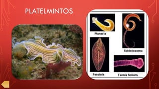 PLATELMINTOS
 
