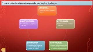 • Las principales clases de equinodermos son las siguientes:
CRINOIDEA
• Lirios de mar y estrellas
pluma
ASTEROIDEA
• Pertenecen las estrellas
de mar.
OPHIUROIDEA
• Incluye a las canastas de
mar o estrellas canasta
y estrellas serpenteantes
ECHINOIDEA
• Incluye a los Erizos de
mar y galletas de mar
(dólar de arena)
HOLOTHROIDEA
• Contiene a los pepinos
de mar.
 