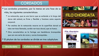 CORDADOS
• Los cordados presentan, por lo menos en una fase de su
vida, las siguientes características:
• La notocorda, que es una barra que se extiende a lo largo del
dorso del animal, es firme y flexible y funciona como soporte
corporal.
• Por encima de la notocorda recorre en la superficie dorsal un
tubo nervioso llamado, cordón nervioso dorsal, que es hueco.
• Otra característica es la faringe con hendiduras branquiales
que son una serie de arcos y surcos branquiales.
• El phylum de los cordados se divide en tres subphylum:
Urochordata Cefalochordata Vertebrata
 