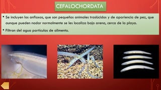 • Se incluyen los anfioxos, que son pequeños animales traslúcidos y de apariencia de pez, que
aunque pueden nadar normalmente se les localiza bajo arena, cerca de la playa.
• Filtran del agua partículas de alimento.
CEFALOCHORDATA
 