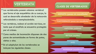 VERTEBRATA
• Los vertebrados poseen columna vertebral
que forma el eje esquelético de su cuerpo, la
cual se desarrolla alrededor de la notocorda
reforzándola o reemplazándola.
• Las vertebras, rodean el cordón nervioso, en
tanto que el encéfalo se encuentra protegido
por el cráneo.
• Como medios de locomoción disponen de dos
pares de extremidades en forma de patas,
aletas o alas.
• En el subphylum de los vertebrados se
incluyen las siguientes clases:
AGNATA (peces sin mandíbula)
PLACODERMOS (peces con mandíbula)
AMPHYBIA (anfibios)
REPTILIA (reptiles)
AVES
MAMMALIA (mamíferos)
CLASES DE VERTEBRADOS
 