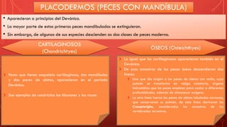 PLACODERMOS (PECES CON MANDÍBULA)
• Aparecieron a principios del Devónico.
• La mayor parte de estos primeros peces mandibulados se extinguieron.
• Sin embargo, de algunas de sus especies descienden as dos clases de peces moderno.
CARTILAGINOSOS
(Chondrichtyes)
ÓSEOS (Osteichthyes)
Peces que tienen esqueleto cartilaginoso, dos mandíbulas
y dos pares de aletas, aparecieron en el período
Devónico.
Son ejemplos de condrictios los tiburones y las rayas
La igual que los cartilaginosos aparecieron también en el
Devónico.
De esos ancestros de los peces óseos descendieron dos
líneas:
Una que dio origen a los peces de aletas con radio, cuyo
pulmón se transformo en vejiga natatoria, órgano
hidrostático que los peces emplean para nadar a diferentes
profundidades, además de almacenar oxígeno.
La otra línea fueron los peces de aletas lobuladas carnosas,
que conservaron su pulmón, de esta línea derivaron los
Crosopterigios, considerados los ancestros de los
vertebrados terrestres.
 