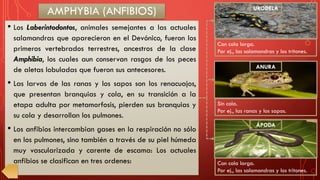 AMPHYBIA (ANFIBIOS)
• Los Laberintodontos, animales semejantes a las actuales
salamandras que aparecieron en el Devónico, fueron los
primeros vertebrados terrestres, ancestros de la clase
Amphibia, los cuales aun conservan rasgos de los peces
de aletas lobuladas que fueron sus antecesores.
• Las larvas de las ranas y los sapos son los renacuajos,
que presentan branquias y cola, en su transición a la
etapa adulta por metamorfosis, pierden sus branquias y
su cola y desarrollan los pulmones.
• Los anfibios intercambian gases en la respiración no sólo
en los pulmones, sino también a través de su piel húmeda
muy vascularizada y carente de escama: Los actuales
anfibios se clasifican en tres ordenes:
Con cola larga.
Por ej., las salamandras y los tritones.
URODELA
Sin cola.
Por ej., las ranas y los sapos.
Con cola larga.
Por ej., las salamandras y los tritones.
ANURA
ÁPODA
 