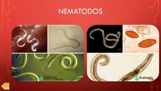 NEMATODOS
 