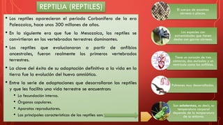 REPTILIA (REPTILES)
• Los reptiles aparecieron el periodo Carbonífero de la era
Paleozoica, hace unos 300 millones de años.
• En la siguiente era que fue la Mesozoica, los reptiles se
convirtieron en los vertebrados terrestres dominantes.
• Los reptiles que evolucionaron a partir de anfibios
ancestrales, fueron realmente los primeros vertebrados
terrestres.
• La clave del éxito de su adaptación definitiva a la vida en la
tierra fue la evolución del huevo amniótico.
• Entre la serie de adaptaciones que desarrollaron los reptiles
y que les facilito una vida terrestre se encuentran:
• La fecundación interna.
• Órganos copulares.
• Aparatos reproductores.
• Las principales características de los reptiles son:
El cuerpo de escamas
córneas o placas.
Las especies con
extremidades que tienen
dedos con garras córneas.
Tiene un corazón de tres
cámaras, dos aurículas y un
ventrículo como los anfibios.
Pulmones muy desarrollados.
Son ectotermos, es decir, su
temperatura corporal
depende de la temperatura
de su entorno.
 