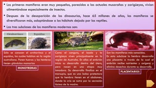 • Los primeros mamíferos eran muy pequeños, parecidos a las actuales musarañas y zarigüeyas, vivían
alimentándose especialmente de insectos.
• Despues de la desaparición de los dinosaurios, hace 65 millones de años, los mamíferos se
diversificaron más, adaptándose a los hábitats dejado por los reptiles.
• Las tres subclases de los mamíferos modernos son:
Sólo se conocen el ornitorrinco y el
equidna, los cuales habitan en la región
australiana. Ponen huevos y las hembras
tienen glándulas mamarias
MONOTREMAS
Como el canguro, el koala y la
zarigüeya viven principalmente en la
región de Australia. En ellos el embrión
inicia su desarrollo dentro del útero,
pero nacen en una etapa muy
inmadura. Su desarrollo finaliza en el
marsupio, que es una bolsa protectora
que la hembra tienen en el abdomen,
donde la cría se nutre por la secresión
láctea de la madre.
Son los mamíferos más conocidos.
En esta subclase la hembra desarrolla
una placenta a través de la cual el
embrión recibe nutrientes y oxígeno y
elimina desechos durante su desarrollo.
PLACENTARIOS
MARSUPIALES
 