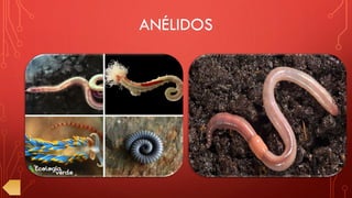 ANÉLIDOS
 