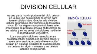 DIVISION CELULAR
es una parte muy importante del ciclo celular
en la que una célula inicial se divide para
formar células hijas. Gracias a la división
celular se produce el crecimiento de los seres
vivos. En los organismos pluricelulares este
crecimiento se produce gracias al desarrollo de
los tejidos y en los seres unicelulares mediante
la reproducción vegetativa.
Los seres pluricelulares reemplazan su
dotación celular gracias a la división celular y
suele estar asociada con la diferenciación
celular. En algunos animales la división celular
se detiene en algún momento y las células
acaban envejeciendo.
 