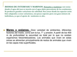 BIOMAS DE INTERFASE Y MARINOS. Estuarios y marismas: son zonas
donde el agua del mar se mezcla con el agua dulce proveniente de los continentes.
Se producen grandes variaciones de salinidad. Son zonas donde las especies están
bien adaptadas a estas variaciones, son pocas especies pero con gran número de
individuos, ya que el aporte de nutrientes es alto.
 Mares y océanos. Gran variedad de ambientes, diferentes
factores del medio, como son la luz, T° y presión. A partir de los 400
m de profundidad la oscuridad es total por lo que no existen
organismos fotosintetizadores. Los animales que viven en estas
zonas se alimentan principalmente de restos de animales que viven
en las capas más superficiales.
 