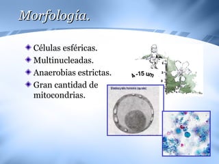 Morfología. Células esféricas. Multinucleadas. Anaerobias estrictas. Gran cantidad de mitocondrias. 4 -15 um. 