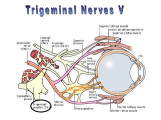 BrainCranialNerves.ppt