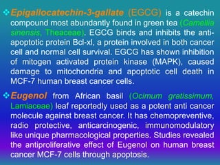 Epigallocatechin-3-gallate (EGCG) is a catechin
compound most abundantly found in green tea (Camellia
sinensis, Theaceae). EGCG binds and inhibits the anti-
apoptotic protein Bcl-xl, a protein involved in both cancer
cell and normal cell survival. EGCG has shown inhibition
of mitogen activated protein kinase (MAPK), caused
damage to mitochondria and apoptotic cell death in
MCF-7 human breast cancer cells.
Eugenol from African basil (Ocimum gratissimum,
Lamiaceae) leaf reportedly used as a potent anti cancer
molecule against breast cancer. It has chemopreventive,
radio protective, anticarcinogenic, immunomodulatory
like unique pharmacological properties. Studies revealed
the antiproliferative effect of Eugenol on human breast
cancer MCF-7 cells through apoptosis.
 