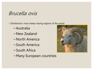 Brucella ovis
◦ Distribution: most sheep-raising regions of the world
−Australia
−New Zealand
−North America
−South America
−South Africa
−Many European countries
Center for Food Security and Public Health, Iowa State University, 2012
 