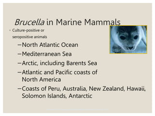 Brucella in Marine Mammals
◦ Culture-positive or
seropositive animals
−North Atlantic Ocean
−Mediterranean Sea
−Arctic, including Barents Sea
−Atlantic and Pacific coasts of
North America
−Coasts of Peru, Australia, New Zealand, Hawaii,
Solomon Islands, Antarctic
Center for Food Security and Public Health, Iowa State University, 2012
 