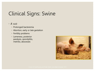 Clinical Signs: Swine
◦ B. suis
◦ Prolonged bacteremia
◦ Abortion, early or late gestation
◦ Fertility problems
◦ Lameness, posterior
paralysis, spondylitis,
metritis, abscesses
Center for Food Security and Public Health, Iowa State University, 2012
 