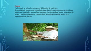 Canela
De la canela se utiliza la corteza seca del interior de los brotes.
Se considera la canela como estimulante local. Es útil para tratamiento de afecciones
gástricas e intestinales por su efecto antiácido. Es recomendado para el tratamiento de
gripes y resfriados. Detiene el vómito, alivia la flatulencia y puede ser útil en el
tratamiento de la diarrea.
 